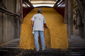 Эксперт прогнозирует валовый сбор зерна в пределах 126 миллионов тонн